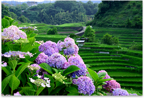 紫陽花越しに見る棚田風景